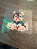 Yorkie