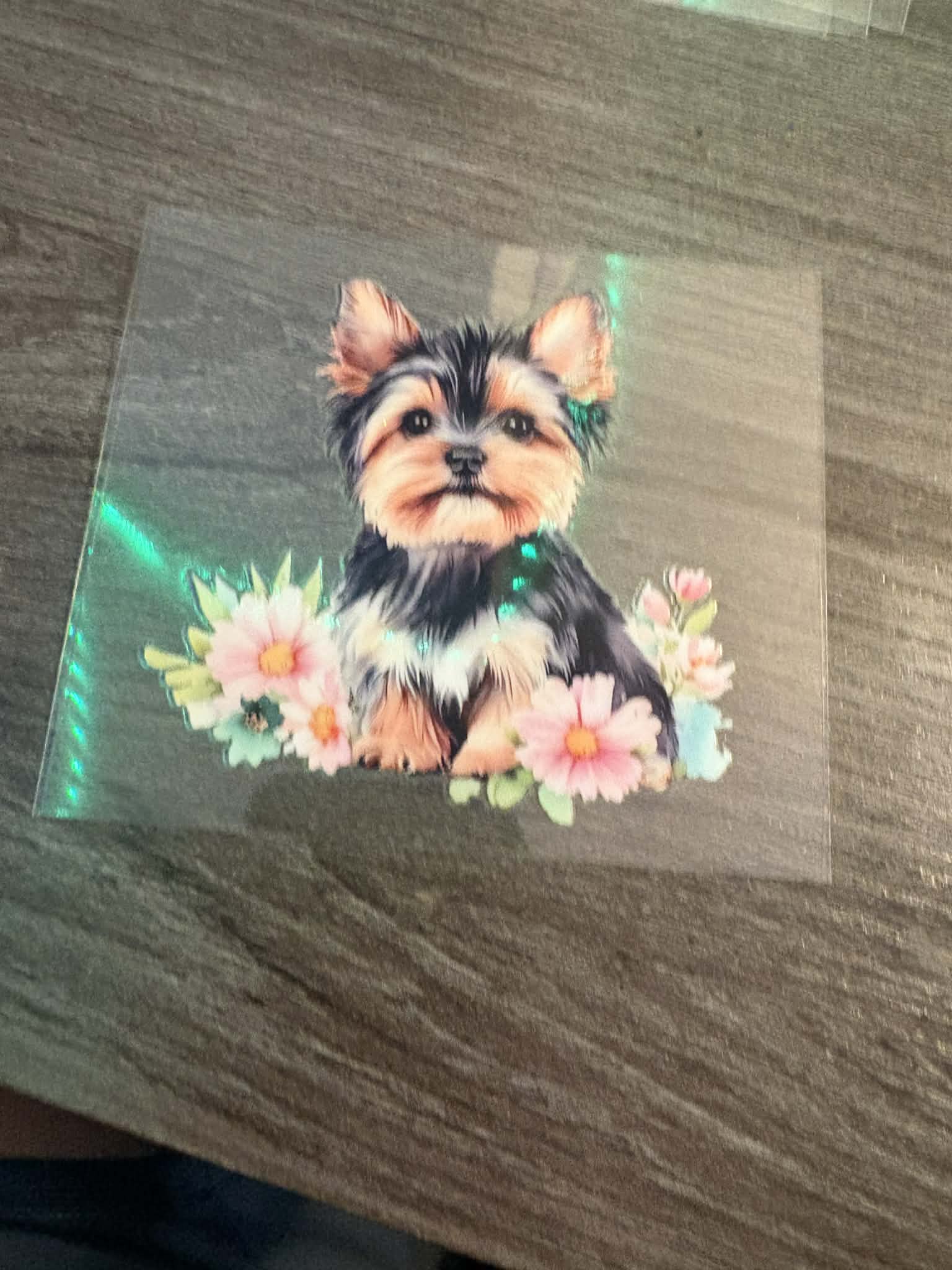 Yorkie