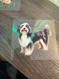 Bearded Collie Dog