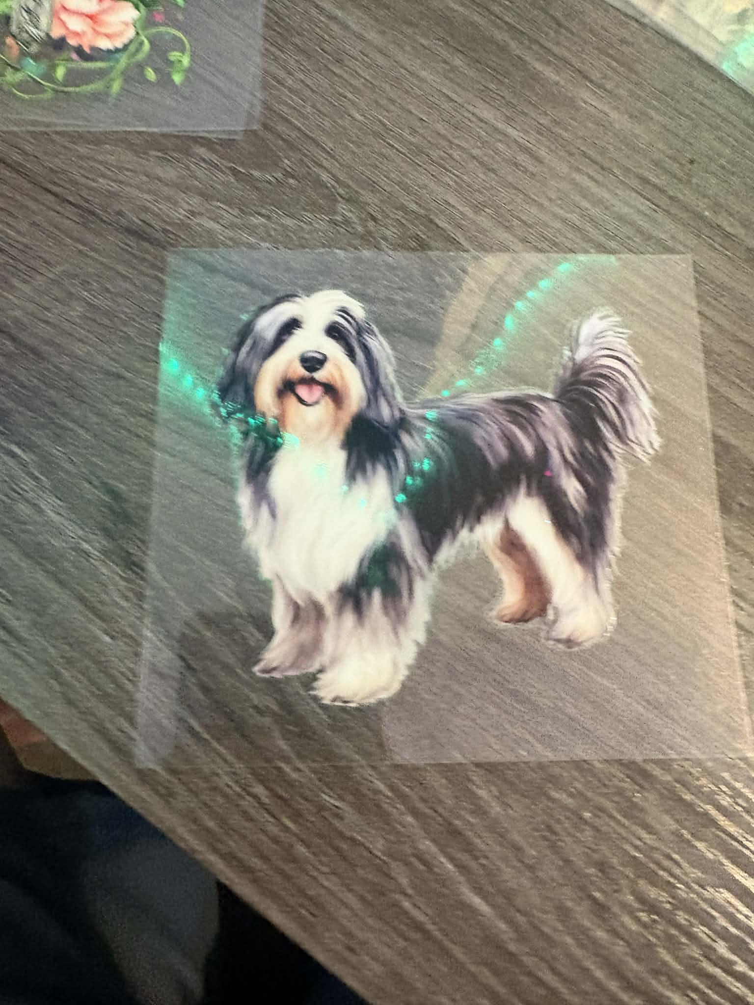 Bearded Collie Dog