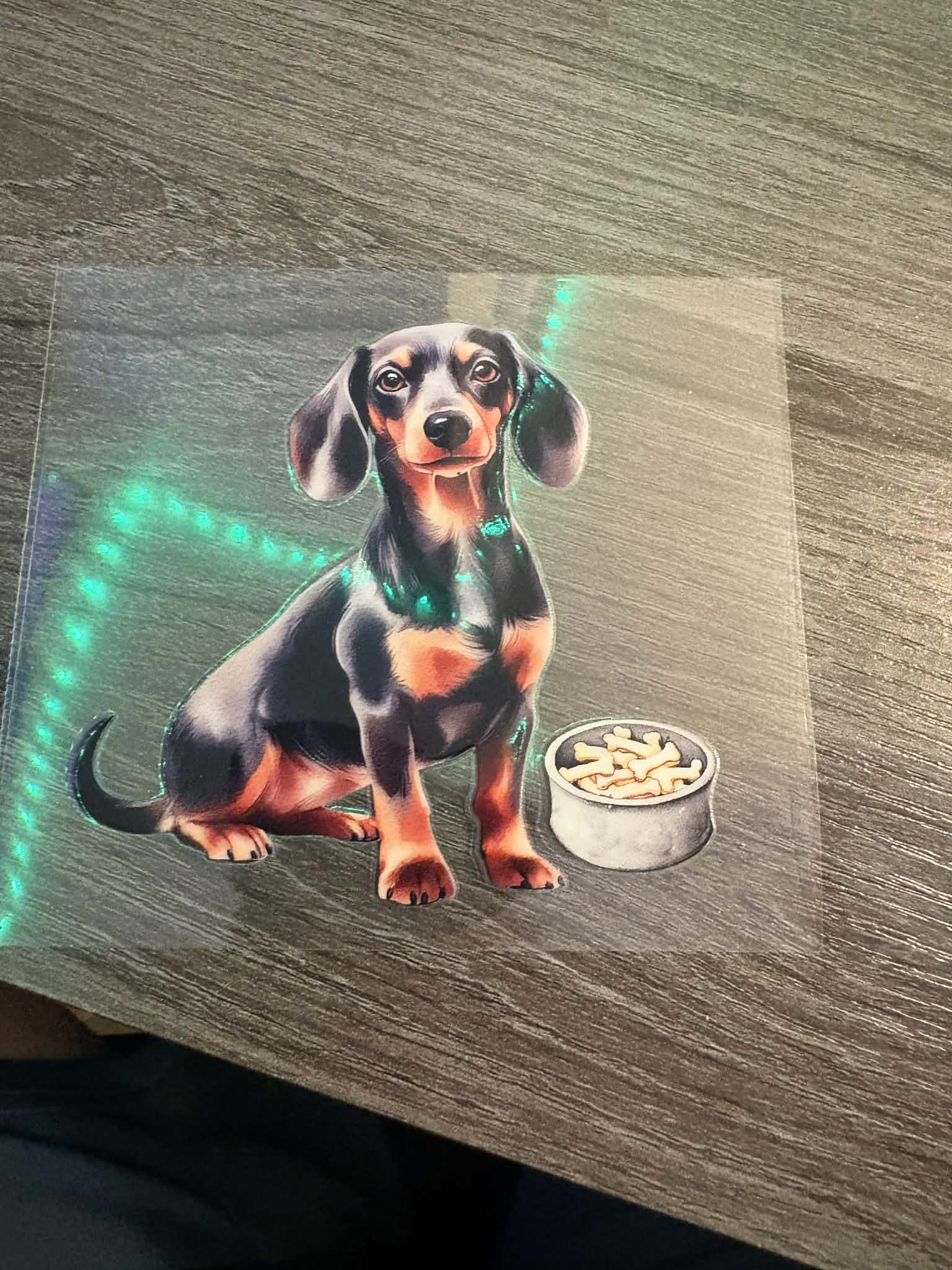 Dachshund