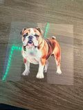 English Bulldog