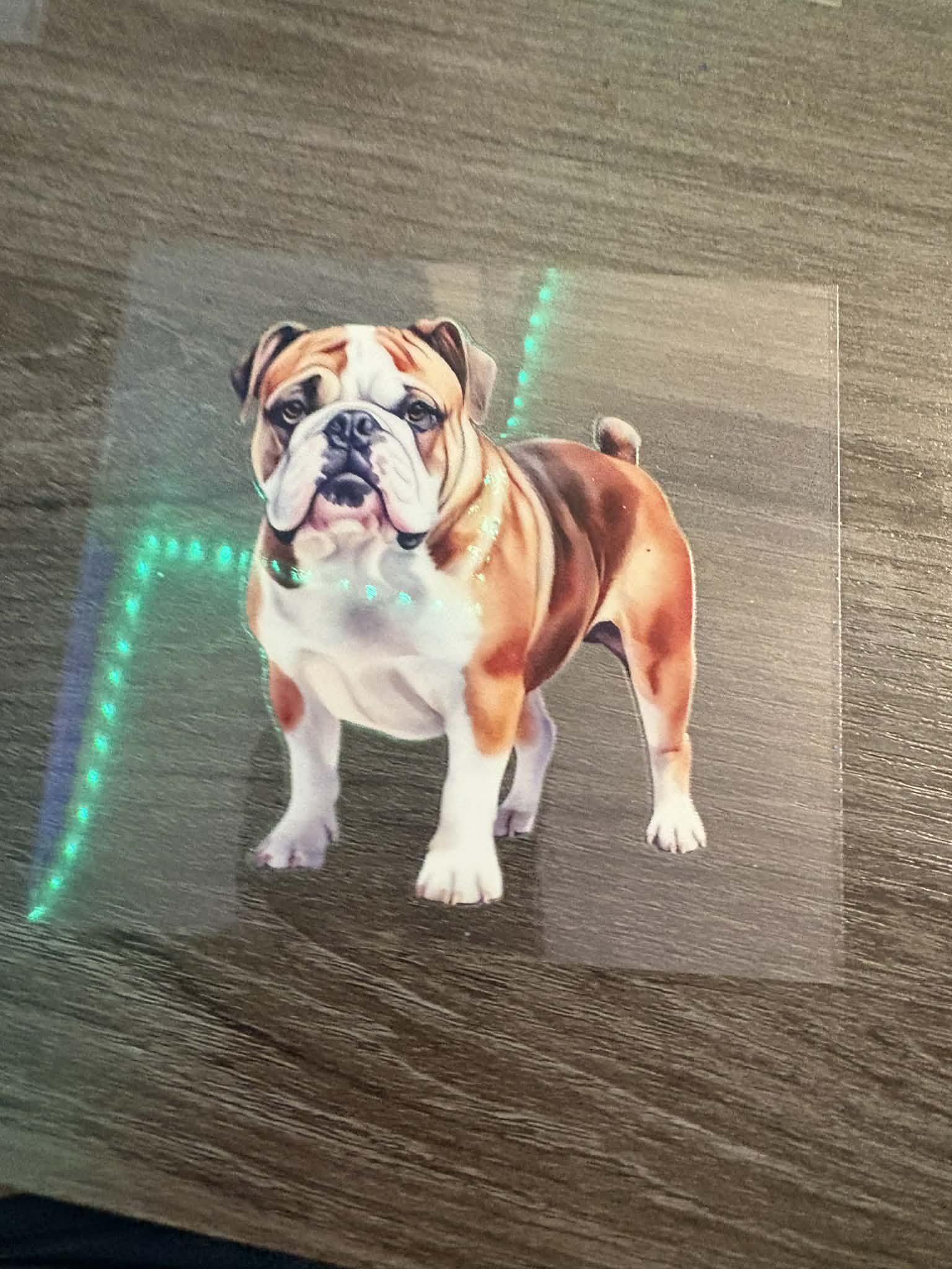 English Bulldog