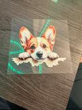 Corgi