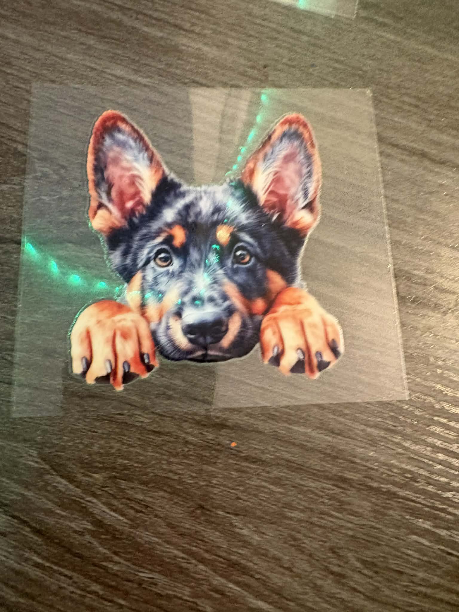 Belgian Malinois