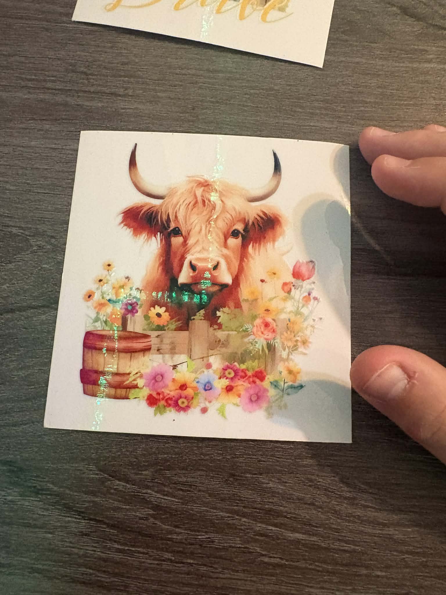 Highland Cow