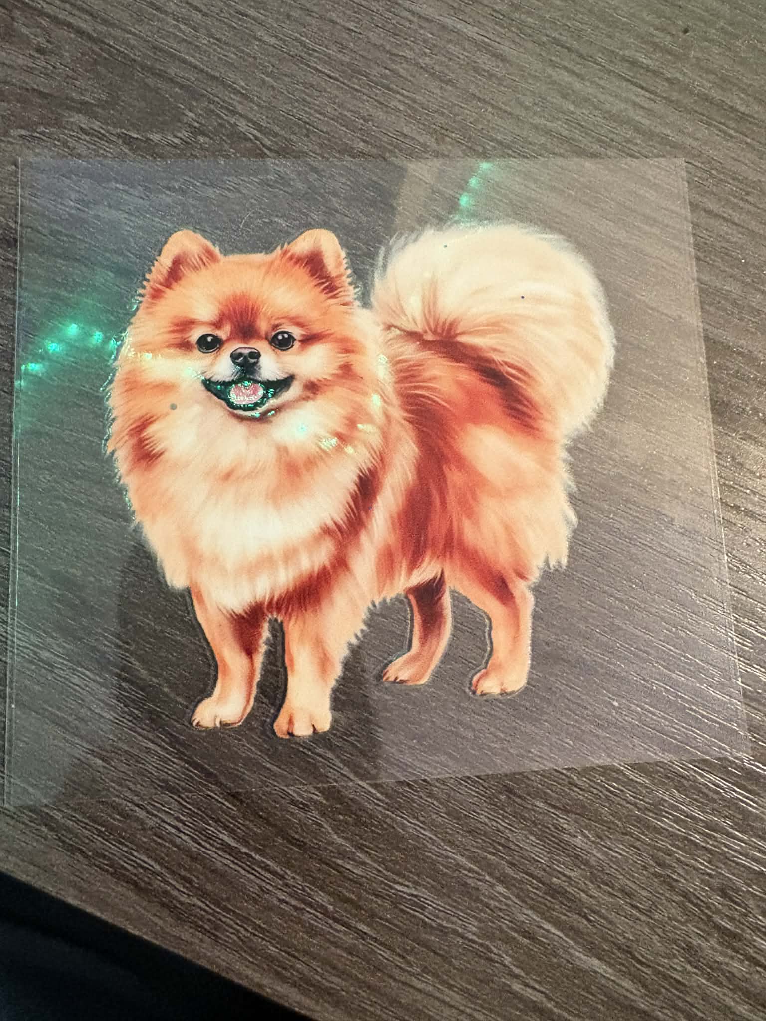 Pomeranian