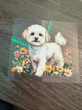 Bichon Frise