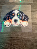 Bernese Mountain Dog
