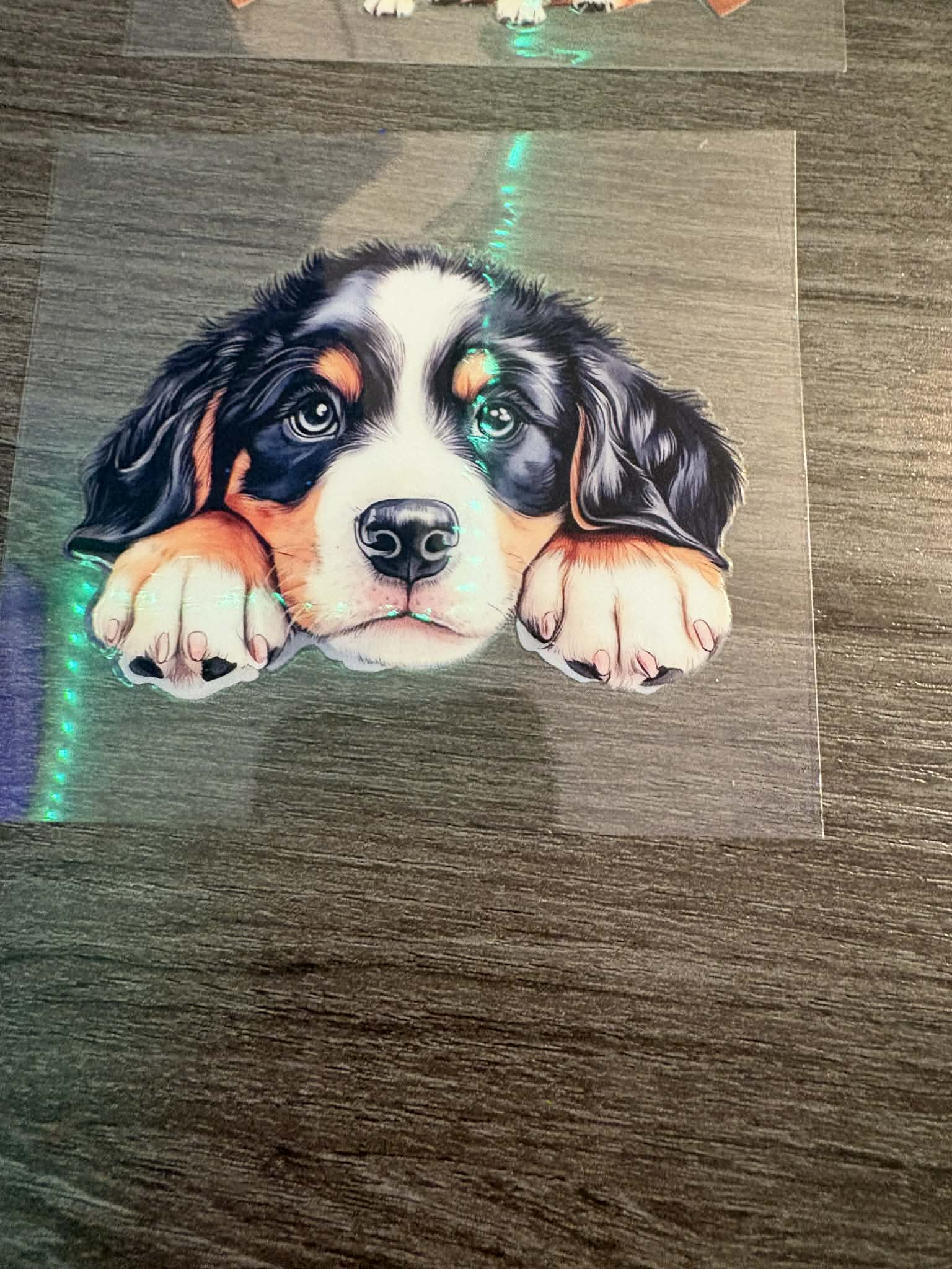 Bernese Mountain Dog